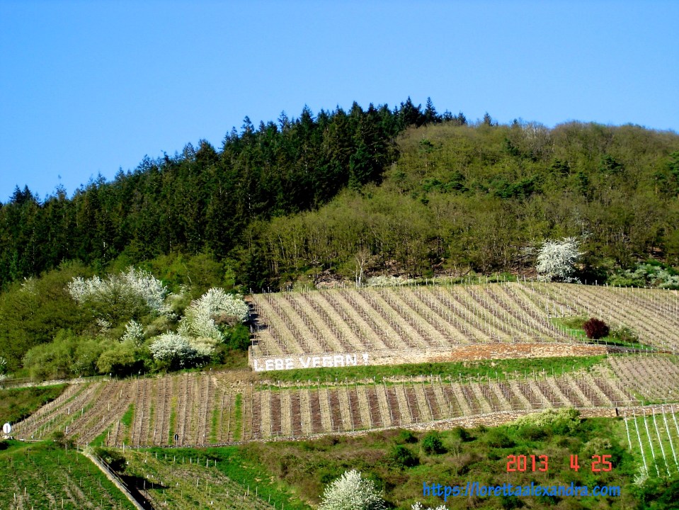Vineyards in the Valley.