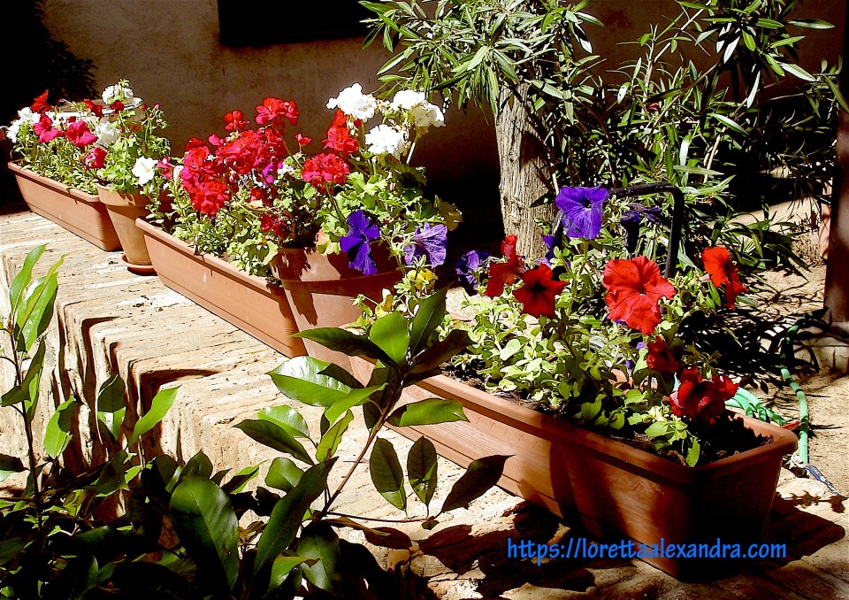 Patio garden - Santa María la Blanca