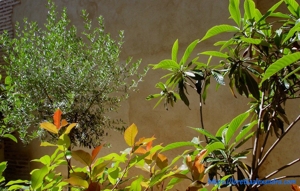 Patio garden - Santa María la Blanca