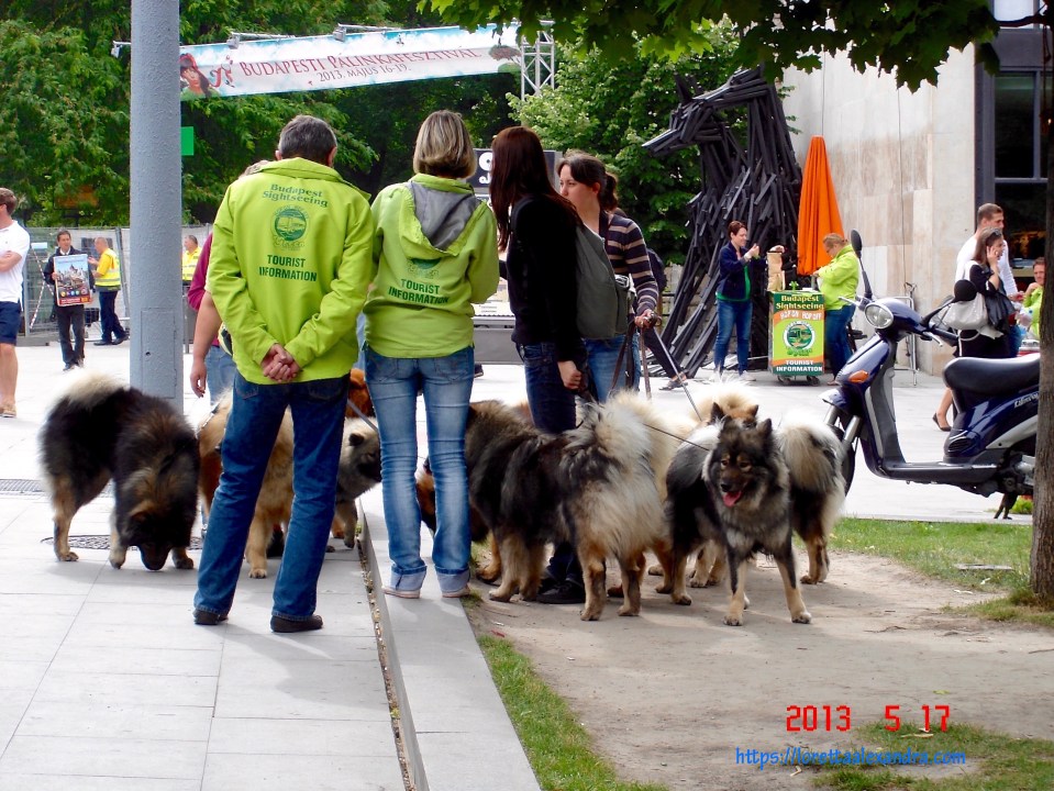 A gathering of dogs at Deák Square, Budapest