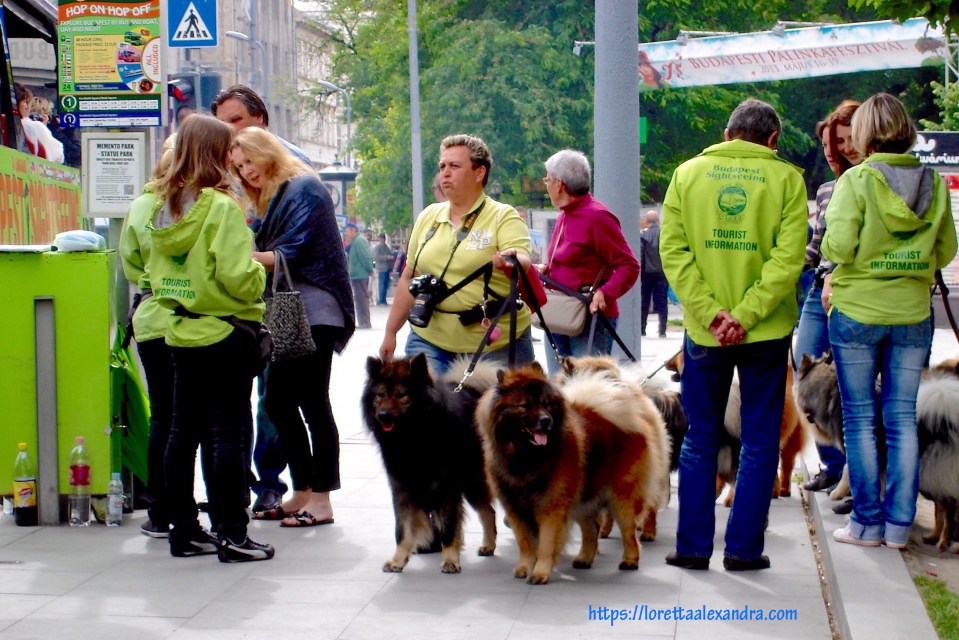So well behaved, as they wait at Deák Square