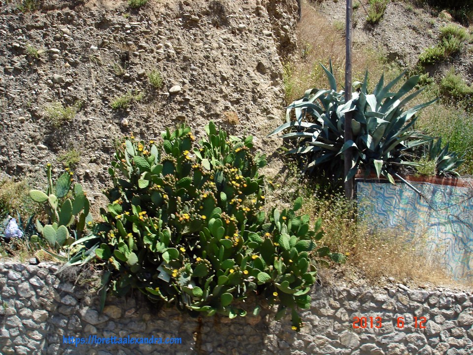 Cacti along the roadside to Alhambra.