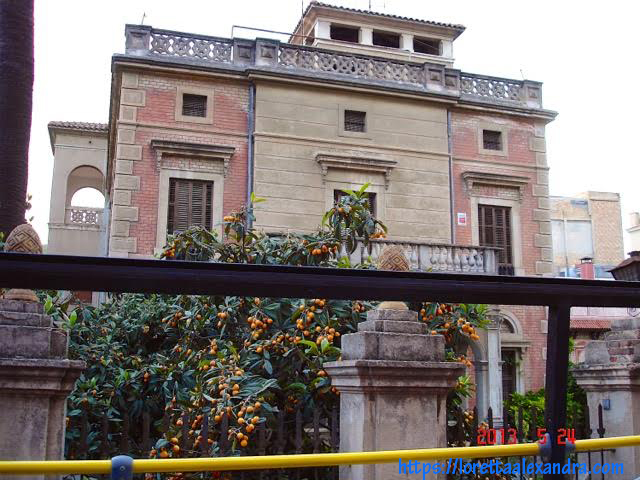 Orange trees - Barcelona, Spain.