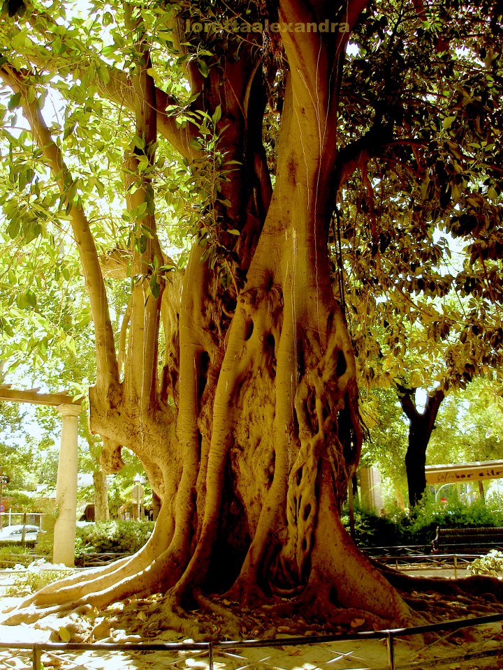 Parque de Maria Luisa, Seville